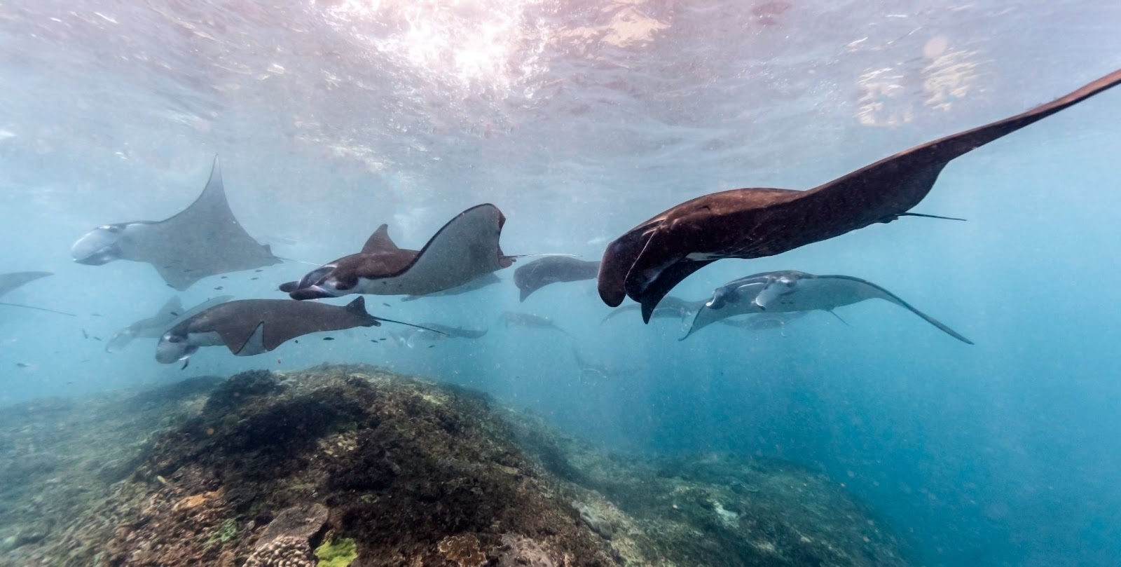 Manta