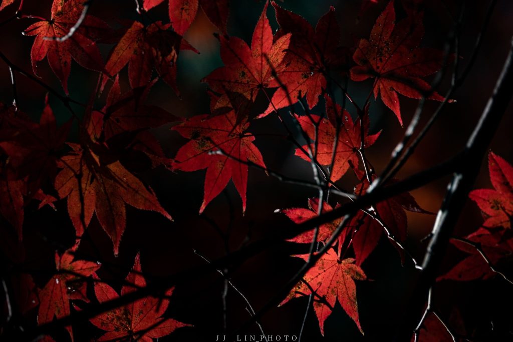 Kyoto_maple leaf