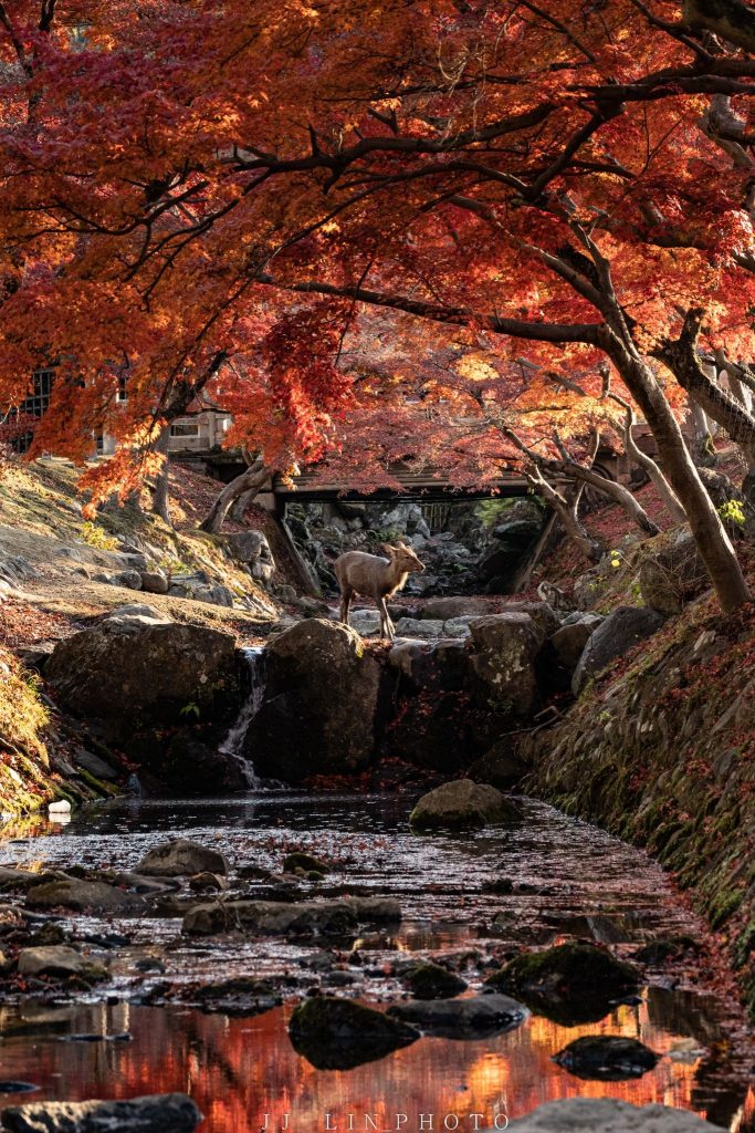 Nara_maple tree and deer