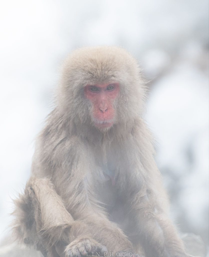 Shiga_onsen monkey