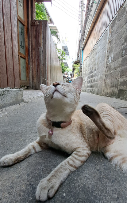 cat_bangkok